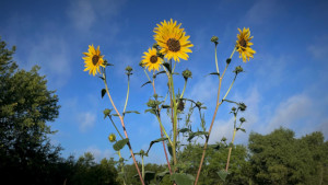 Sunflowers picture by Joe